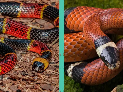 Serpenti corallo: come capire se il corallo è vero? Due serpenti colorati, uno su terra, l'altro su muschio, mostrano le loro squame vivaci.