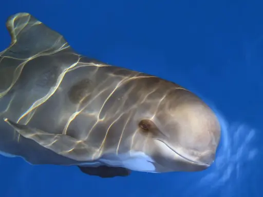 Un primo piano di una balena pilota che nuota in acque blu, con riflessi di luce sulla sua pelle liscia.