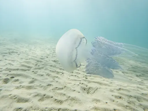 Una medusa bianca e blu fluttua sopra un fondale sabbioso. Le sue lunghe e delicate braccia si estendono nell'acqua limpida, creando un'immagine eterea di meduse quando ci sono.