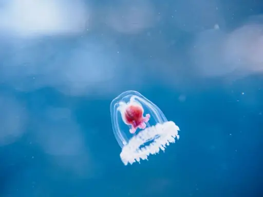 Una medusa immortale, che vive per sempre, nuota in un blu profondo.