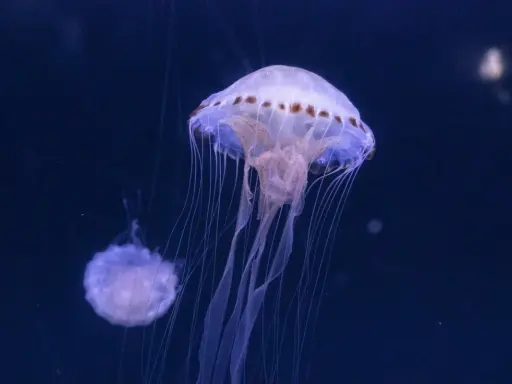 Due meduse trasparenti, simili a campane, fluttuano nell'oscurità. Una è più grande e dettagliata, con tentacoli lunghi e sottili che si estendono verso il basso. L'altra, più piccola, è sfocata sullo sfondo. Queste creature marine, che ricordano le me...