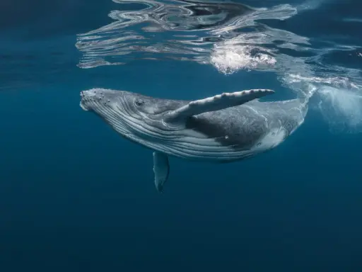 Balena megattera nuota vicino alla superficie. Quanti tipi di balene esistono? Molti, ma questa è una delle più maestose.