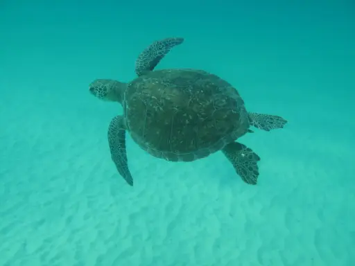 Tartaruga marina nuota in acque cristalline, forse alla ricerca della sua famiglia.