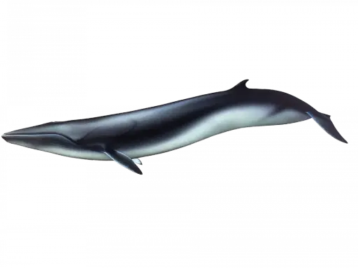 Una balena comune scivola nell'oscurità, con il suo corpo slanciato che riflette la luce.