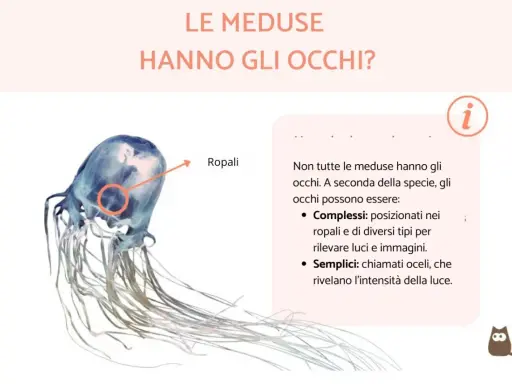 Una medusa trasparente con tentacoli lunghi. Un cerchio rosso evidenzia i ropali, dove le meduse hanno gli occhi per percepire luce e immagini.
