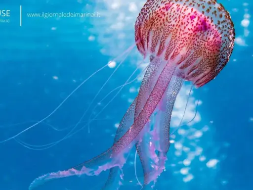 Una medusa animale, la Pelagia noctiluca, fluttua in acque blu con tentacoli lunghi e luminosi.