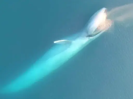 Balenottera azzurra emette un soffio d'acqua, mostrando la sua immensa mole. Non ha denti, ma fanoni per filtrare il cibo.