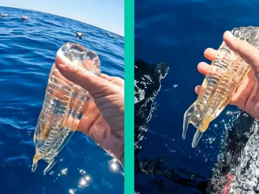 Mano che tiene un organismo gelatinoso trasparente, simile ad animali come le meduse, in mare. A sinistra, gabbiani galleggiano sull'acqua.