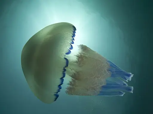 Una medusa traslucida con bordi blu fluttua nell'acqua. Le meduse stanno nell'acqua calda o fredda, adattandosi all'ambiente.