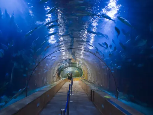 Tunnel sottomarino nell'oceanografico di Valencia, con banchi di pesci che nuotano sopra e intorno ai visitatori.