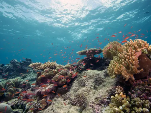 Un banco di pesci rossi nuota tra colorati arrecifes de coral, sotto la luce del sole che filtra dall'acqua.