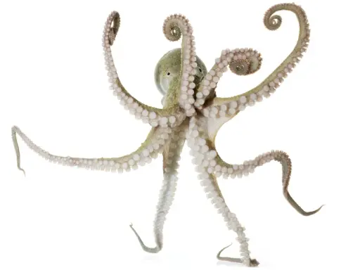 Un polpo maschio e femmina, con tentacoli che si arricciano, si muove con grazia su sfondo bianco.