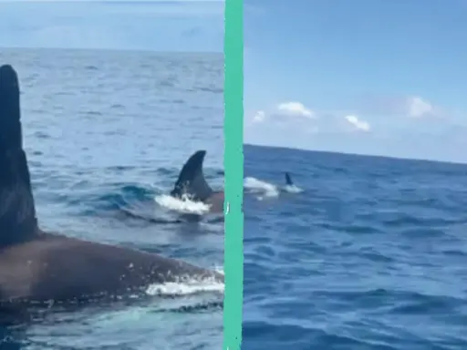 Orca maestosa con la sua pinna dorsale che emerge dall'acqua, seguita da un gruppo di capodogli che nuotano in mare aperto.
