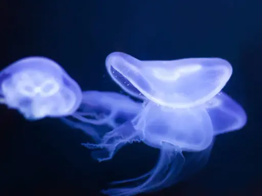 Tre meduse tropicali bioluminescenti fluttuano nell'oscurità, con i loro tentacoli trasparenti che si estendono.