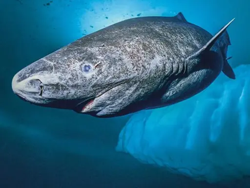 Squalo della Groenlandia, noto per la sua lunghissima vita media, nuota nelle fredde acque artiche vicino a un iceberg.