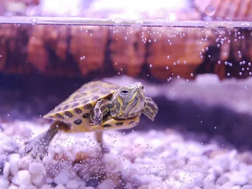Tartaruga d'acqua dolce nuota tra bollicine e sassolini. Chissà cosa mangia la tartaruga d'acqua dolce oggi!