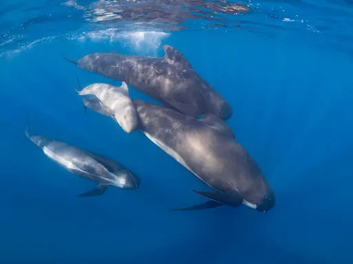 Un gruppo di cetacei, tra cui un piccolo, nuota in acque blu.