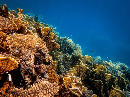 Un colorato ecosistema sottomarino, una barriera corallina oggi vibrante di vita, con pesci che nuotano tra coralli ramificati e massicci.