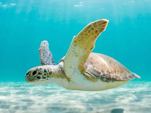 Tartaruga marina nuota in acque cristalline, mostrando il suo habitat naturale dove vivono le tartarughe.