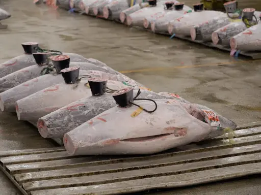 Rows of large, whole yellowfin tuna, some with tags and black caps on their tails, displayed on a wet floor.