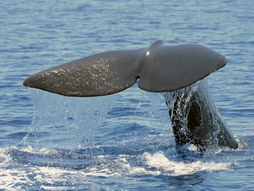 Coda di capodoglio, un maestoso cetaceo mediterraneo, emerge dalle acque blu, lasciando una scia scintillante.