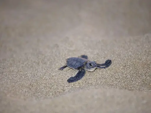 Piccola tartaruga marina si muove sulla sabbia dorata, iniziando il suo viaggio verso il mare.