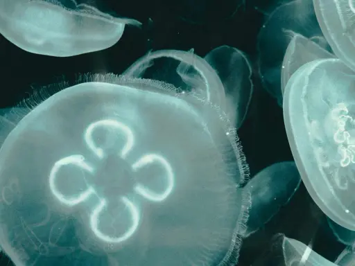 Un gruppo di meduse appena nate fluttua nell'oscurità, i loro corpi trasparenti illuminati da una luce eterea.
