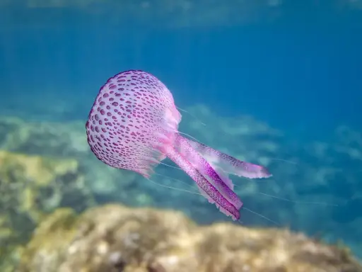 Una medusa viola con macchie più scure fluttua nell'acqua blu. Sembra una di quelle meduse piccolissime che danzano con le correnti.