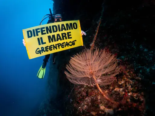 Subacqueo con cartello "Difendiamo il mare" Greenpeace, vicino a una splendida specie marina.