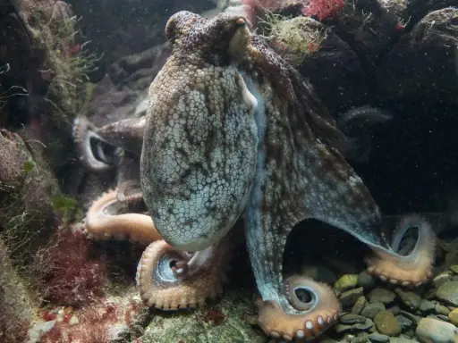 Un polpo mimetizzato tra le rocce e le alghe, con i suoi tentacoli che si intrecciano in un momento di accoppiamento.