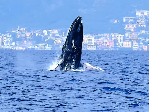 Una megattera emerge dalle acque blu, con una città costiera italiana sullo sfondo. Un raro avvistamento di balene in Italia.