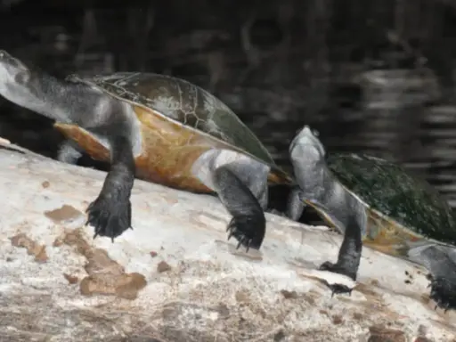 Due tartarughe d'acqua dolce, forse della stessa razza, si riposano su un tronco.