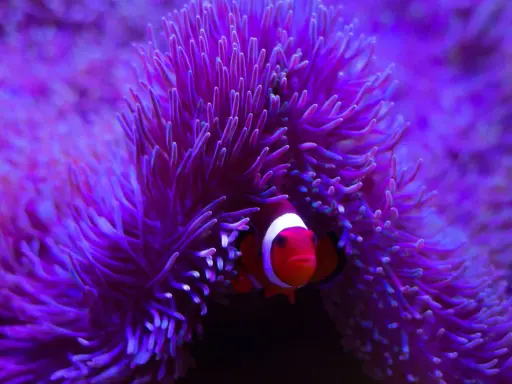 Pesce pagliaccio tra i tentacoli di un anemone di mare, un mollusco che offre riparo.