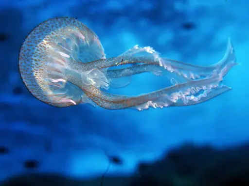 Medusa con macchie marroni, un esempio per la classificazione delle meduse.