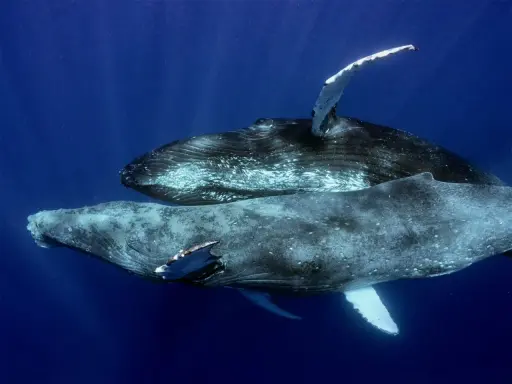 Due megattere nuotano in acque blu profonde. Queste maestose creature marine, le megattere, sono note per le loro lunghe pinne pettorali.