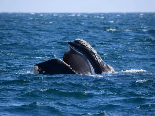 Due balene franche australi emergono dall'acqua blu, mostrando i loro fanoni, strutture uniche per filtrare il cibo.