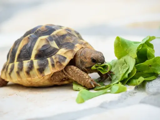 Tartaruga terrestre, nonostante il nome "tartaruga carnivora" sia un ossimoro, mangia foglie verdi.