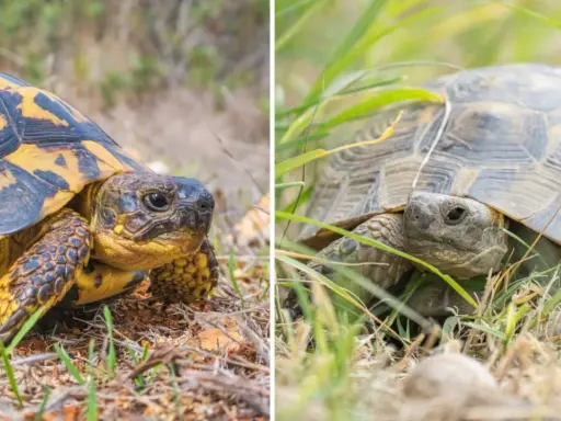 Testuggine con carapace giallo e nero e tartaruga in erba, illustrano la differenza tra testuggine e tartaruga.