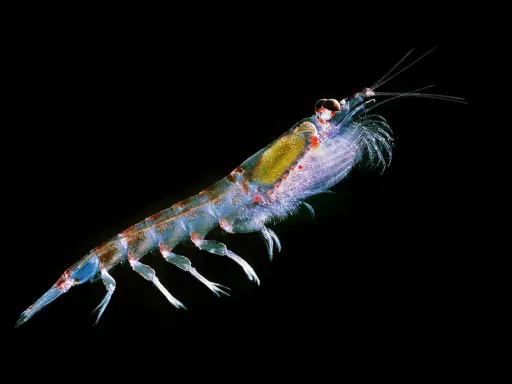 Un krill trasparente, cibo essenziale per le balene, nuota nell'oscurità.