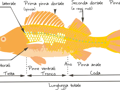 Illustrazione delle caratteristiche dei pesci: linea laterale, pinne dorsali, pettorali, ventrali, anale e caudale, con indicazione di testa, tronco e coda.