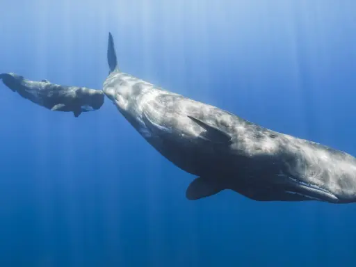 Due capodogli nuotano in acque blu. Questi giganti marini si nutrono principalmente di calamari, cacciati nelle profondità oceaniche.