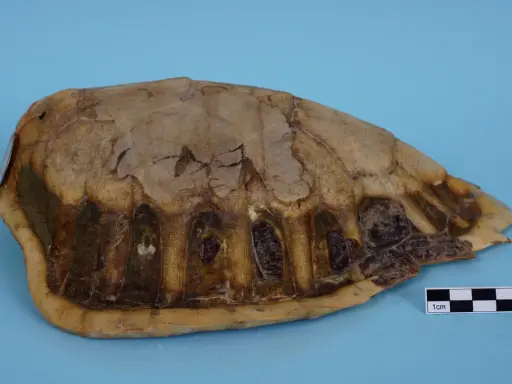 Carapace di tartaruga marina, con squame visibili e segni di usura. Un righello indica la scala di 1 cm.