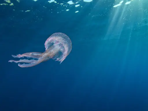 Una medusa maculata fluttua nelle acque blu, un esempio di dove vivono le meduse, illuminate dai raggi solari che filtrano dall'alto.