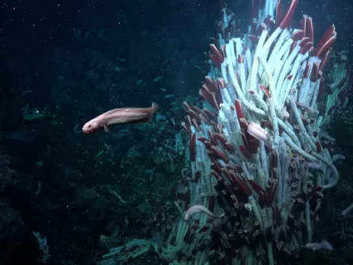 Un pesce pallido nuota vicino a un groviglio di tubi bianchi e rossi. Questo strano ecosistema vive nelle profondità marine, un mondo oscuro e misterioso.
