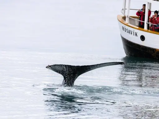 Coda di balena emerge dall'acqua vicino a una barca a Husavik, dove si trovano le balene. Turisti osservano l'animale.