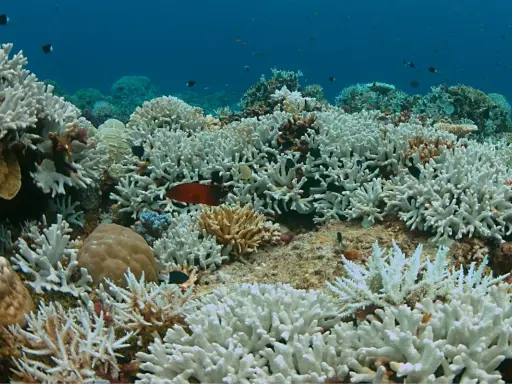 Barriera corallina sbiancata, un triste spettacolo di "prima e dopo" che mostra la fragilità dell'ecosistema marino.