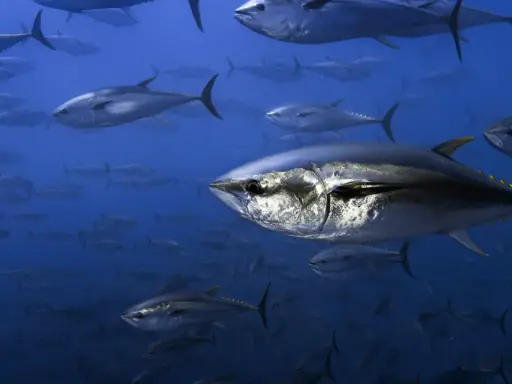 Un banco di tonni nuota nell'oceano blu. Questi predatori veloci cacciano pesci più piccoli, crostacei e molluschi, mostrando cosa mangia il tonno.
