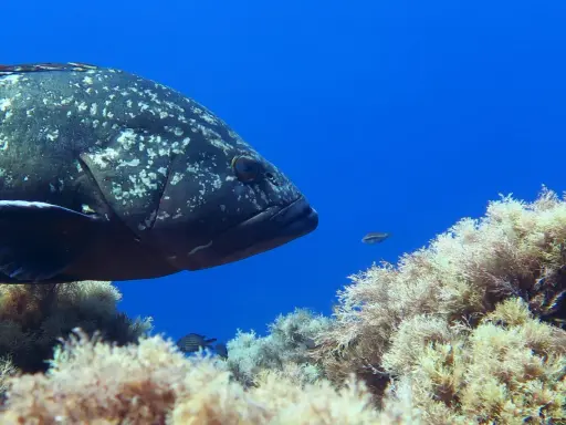 Un grande pesce cernia maculato nuota tra alghe e piccoli pesci. Diversi tipi di cernia popolano i fondali marini.