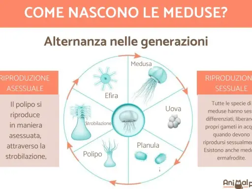 Ciclo vitale delle meduse: da polipo a medusa adulta, passando per stadi come efira, planula e uova. La riproduzione sessuale e asessuata si alternano.