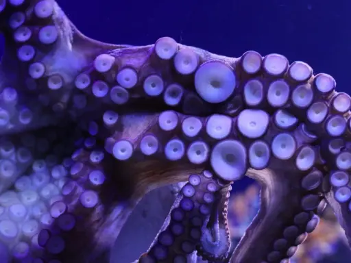 Tentacoli viola di un polipo con ventose luminose. La bocca del polipo è nascosta tra le sue braccia.